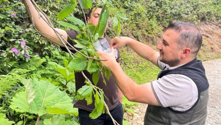 Akçakoca’da kestane gal arısına karşı biyolojik uğraş
