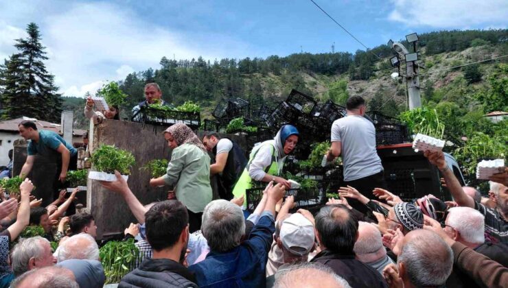 Bolu’da fiyatsız fide dağıtımına ağır iştirak