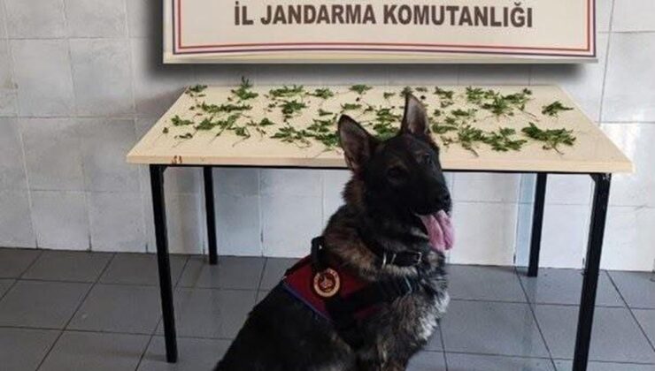 Bolu’da jandarmadan peş peşe uyuşturucu ve kaçakçılık operasyonları: 3 tutuklama