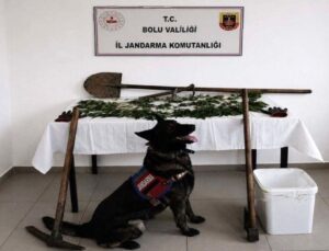 Bolu’da kenevir bahçesi oluşturan kuşkulu tutuklandı