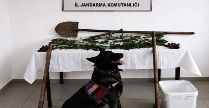 Bolu’da kenevir bahçesi oluşturan kuşkulu tutuklandı