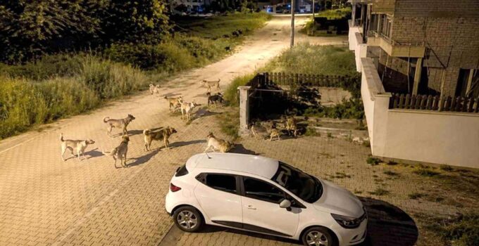 Bolu’da köpek sürüsü tedirginliği