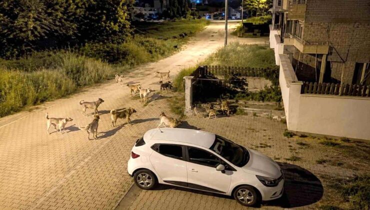 Bolu’da köpek sürüsü tedirginliği