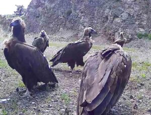 Bolu’da kuşağı tehlike altında olan kara akbabalar görüntülendi