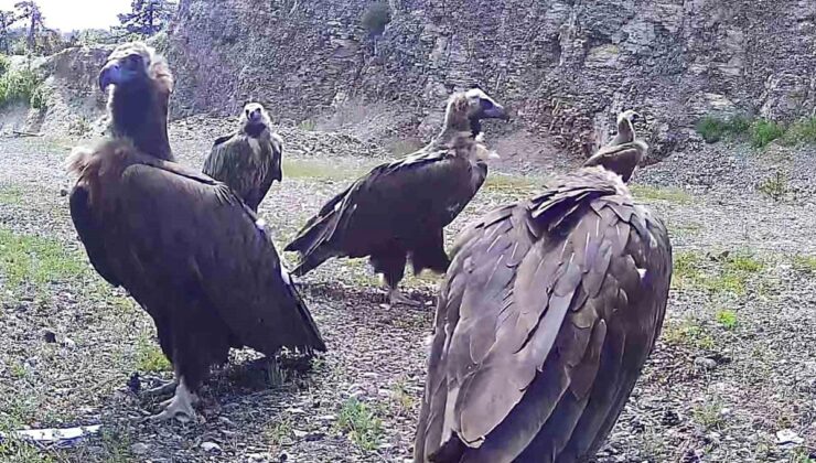 Bolu’da kuşağı tehlike altında olan kara akbabalar görüntülendi