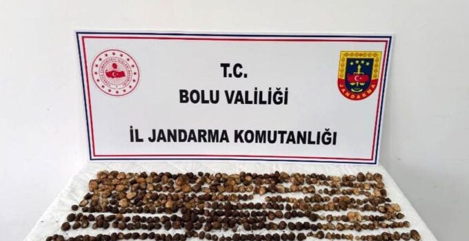 Bolu’da yabani salep toplayan 3 şahsa rekor ceza: 2 milyon 97 bin TL