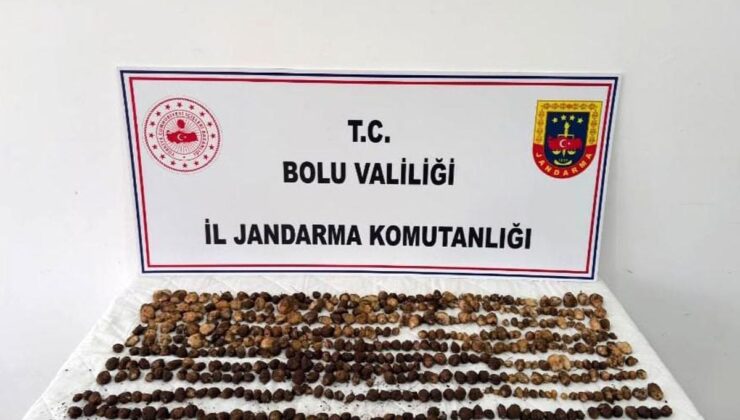 Bolu’da yabani salep toplayan 3 şahsa rekor ceza: 2 milyon 97 bin TL