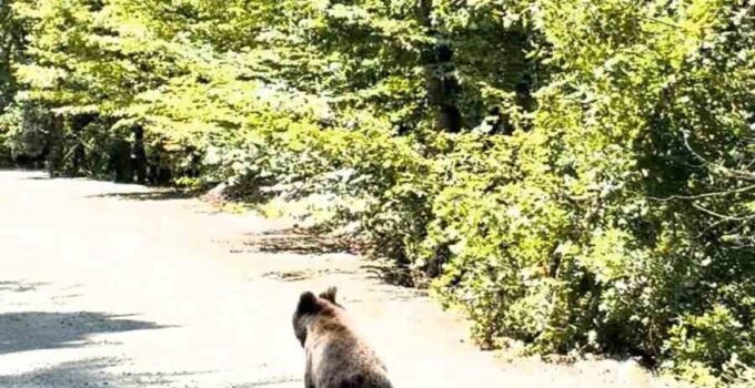 Bolu’da aracın önünde koşan ayı kameraya yansıdı