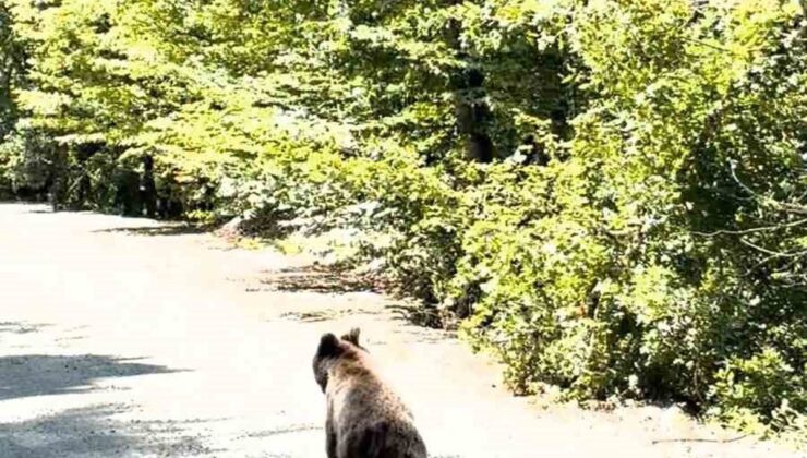 Bolu’da aracın önünde koşan ayı kameraya yansıdı