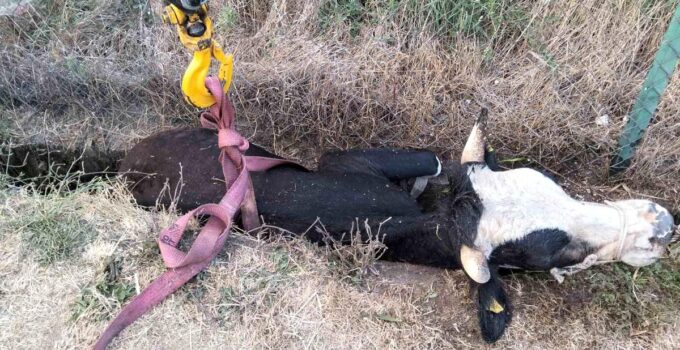 Bolu’da kanala düşen inek için itfaiye seferber oldu