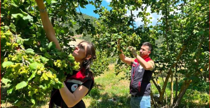 Bolu’nun fındık rekoltesi için alandan bilgi toplandı