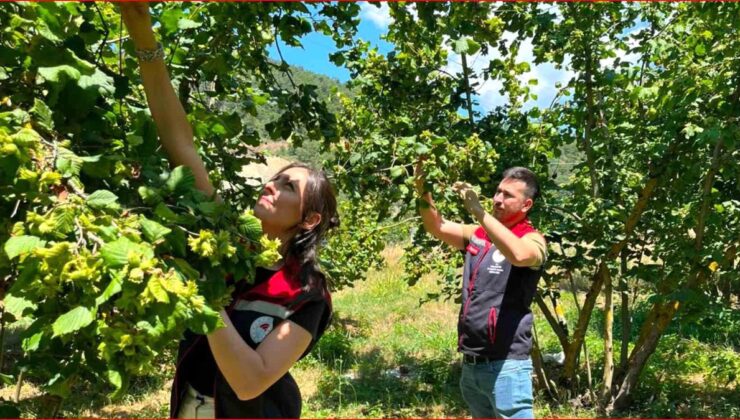 Bolu’nun fındık rekoltesi için alandan bilgi toplandı