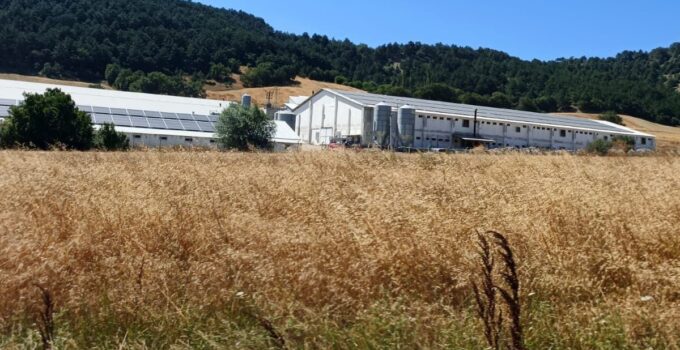 Bolu’da hindi çiftliğinde korkutan yangın: Facianın eşiğinden dönüldü