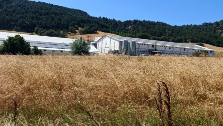 Bolu’da hindi çiftliğinde korkutan yangın: Facianın eşiğinden dönüldü